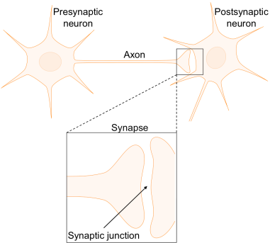 synesthesia figure 2
