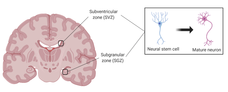 neurogenesis_brain_regions